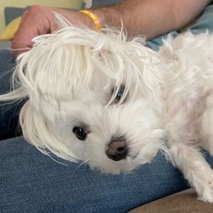 Meet your Posher, Jeanine